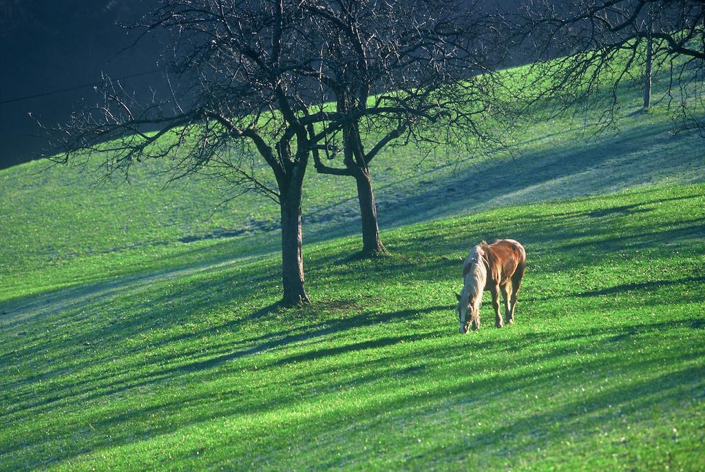 Willa Tourist Farm Ljubica Poljane nad Škofjo Loko Zewnętrze zdjęcie